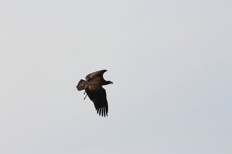 IMG_4653.JPG